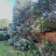 Excellent-Backyard-Refresh-Bush-and-Tree-Trimming 2